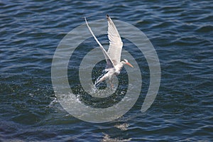 Elegant tern, Thalasseus elegans, fishing