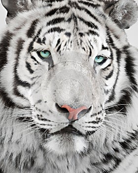 Elegant tiger