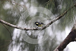 The elegant tit is a species of bird in the tit family Paridae endemic to the Philippines.