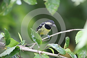 The elegant tit is a species of bird in the tit family Paridae endemic to the Philippines.