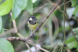 The elegant tit is a species of bird in the tit family Paridae endemic to the Philippines.