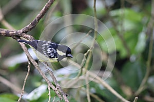 The elegant tit is a species of bird in the tit family Paridae endemic to the Philippines.