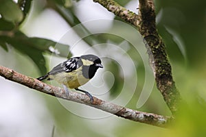 The elegant tit is a species of bird in the tit family Paridae endemic to the Philippines.