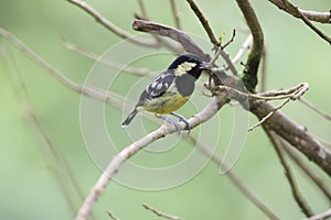 The elegant tit is a species of bird in the tit family Paridae endemic to the Philippines.