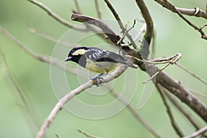 The elegant tit is a species of bird in the tit family Paridae endemic to the Philippines.