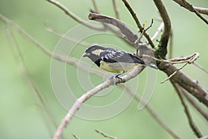 The elegant tit is a species of bird in the tit family Paridae endemic to the Philippines.