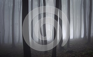 Elegant trees in a forest with fog