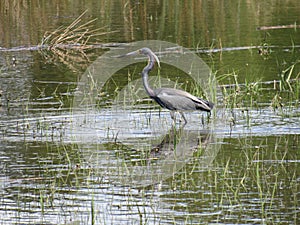Elegant Tri Colored Heron Wading in grassy shallows
