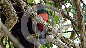 Elegant Trogon Bird in Nature