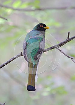 Elegant Trogon In A Tree
