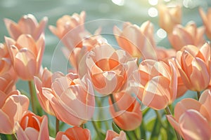 Elegant tulips in full bloom, floating on a peaceful pond bathed in sunlight