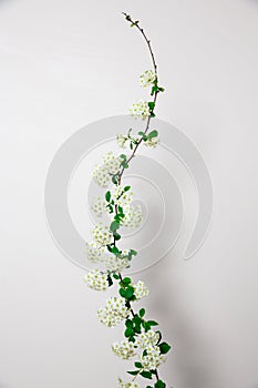 Elegant twig of beautiful spring white flowers on white background