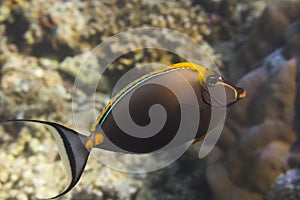 Elegant unicornfish (Naso elegans)