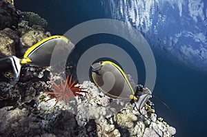 Elegant unicornfish Naso elegans in Red Sea