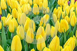 Elegant unopened yellow tulips in bright fresh greenery close up. Spring nature background for web banner and card design. soft