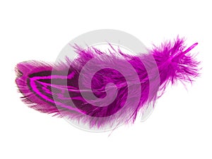 Elegant violet pheasant feather isolated on the white background