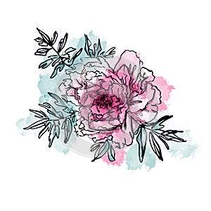 Elegant watercolor pink peony flower with leaves isolated on white background. Sketch linear floral drawing on colored