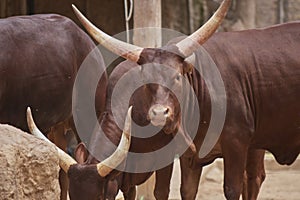 Elegant watusi looking to the camera