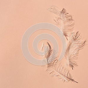 Elegant white bird feathers and fuzz on peach textured table background with sun light and shadow, lifestyle, trendy