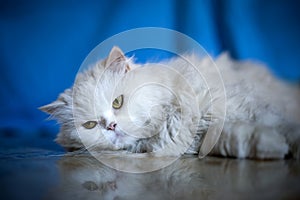 Elegant white cat