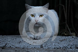 Elegant white cat. Expression, animals