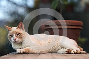 An elegant White cat lays on the wooden table next to the Avocado growing in a large terracota vase.