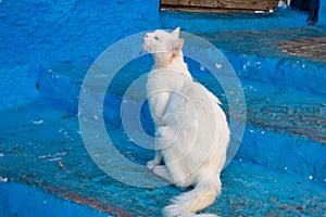 Elegant white cat in the Medina, Rabat.
