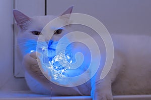 Elegant white cat nibbles a glowing garland
