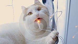 elegant white cat nibbles a glowing garland.