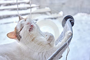 elegant white cat nibbles a glowing garland.