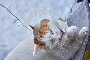 elegant white cat nibbles a glowing garland.