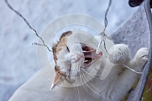 elegant white cat nibbles a glowing garland.