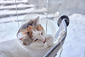 elegant white cat nibbles a glowing garland.