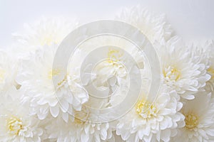 Elegant White Chrysanthemum Blossoms