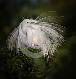 Elegant white egret in full breeding plumage