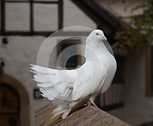 Elegante bianco piccione domestico piccione con orgoglio sul calcolo parete 