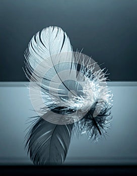 Elegant White Feather with Reflection