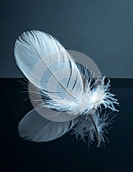 Elegant White Feather on a Reflective Surface