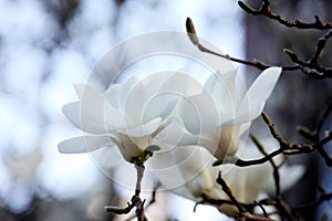 Elegant white magnolia flowers are blooming..
