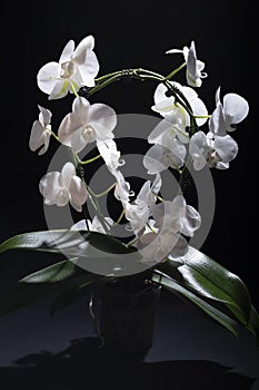 Elegant white orchid on a black background