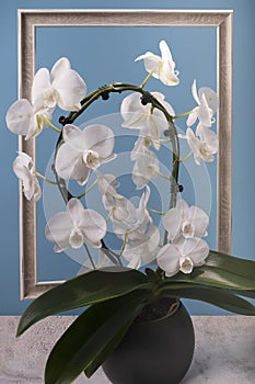 Elegant white orchid in a frame on a blue background