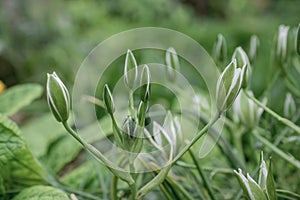 Elegant White Ornithogalum (Grass Lily) Flowers Close-Up