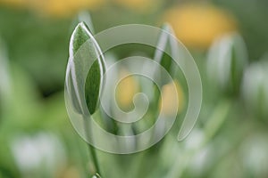 Elegant White Ornithogalum (Grass Lily) Flowers Close-Up