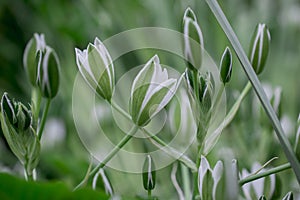 Elegant White Ornithogalum (Grass Lily) Flowers Close-Up