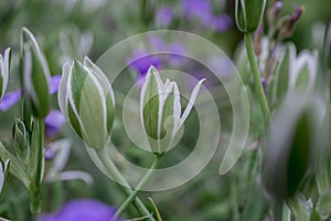 Elegant White Ornithogalum (Grass Lily) Flowers Close-Up