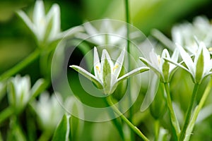 Elegant White Ornithogalum (Grass Lily) Flowers Close-Up