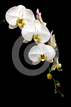 Elegant white phalaenopsis orchids against dark background