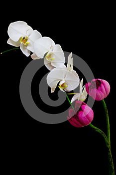 Elegant white phalaenopsis orchids and a pair of oriental pink lotus buds against dark background