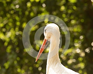 Elegant White Stork, Ciconia Ciconia, against dappled foliage background