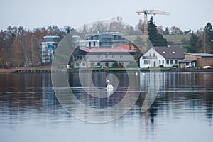 Elegant White Swan on the Lake. Building Area on the Background
